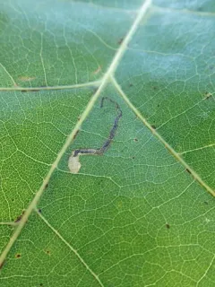 Stigmella nigriverticella thumbnail 3