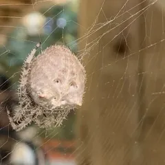 Cat-faced Orbweaver thumbnail 3
