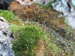 Knothole Moss thumbnail 2