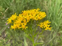 Voss' goldenrod thumbnail 3