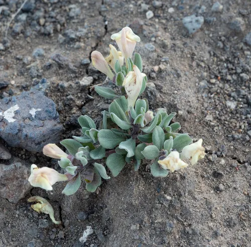 dwarf skullcap
