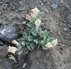 dwarf skullcap thumbnail 1