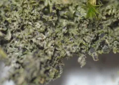 Strigula stigmatella thumbnail 3