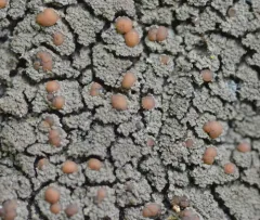 Rock Shingle Lichen thumbnail 4