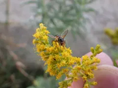 Euclytia flava thumbnail 1