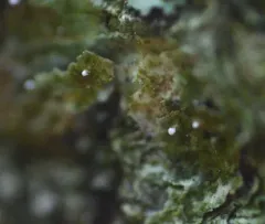 Dictyocatenulata alba thumbnail 2