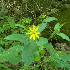 woodland sunflower thumbnail 3