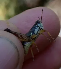 Forest Locust thumbnail 1