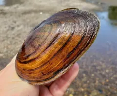 Eastern Elliptio thumbnail 5