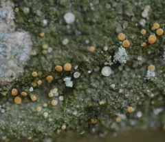 Orange Dimple Lichen thumbnail 4