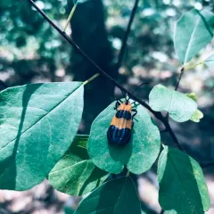 End Band Net-winged Beetle thumbnail 3