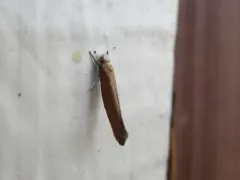 Euhyponomeutoides gracilariella thumbnail 4