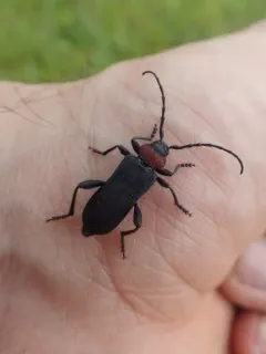 Ropalopus sanguinicollis thumbnail 3