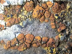 Sinoper Lichen thumbnail 4