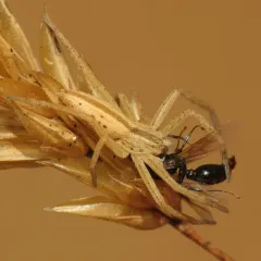 Oblong Running Spider thumbnail 2