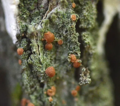 Frosty-rimmed Dot Lichen