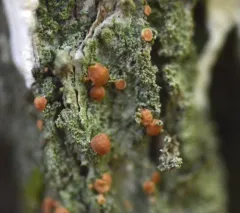 Frosty-rimmed Dot Lichen thumbnail 1