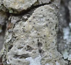 Easter Pox Lichen thumbnail 2