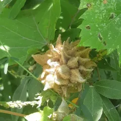 grape filbert gall thumbnail 4