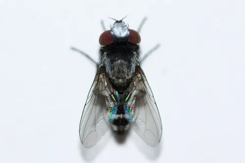 Sphenometopa tergata