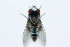 Sphenometopa tergata thumbnail 1