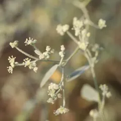 skunkweed thumbnail 4