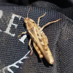 Clear-winged Grasshopper thumbnail 1