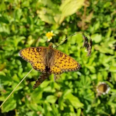 Mormon Fritillary thumbnail 2