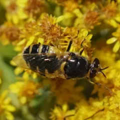 Anoplodonta nigrirostris thumbnail 2