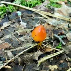 Witch's Hat thumbnail 3
