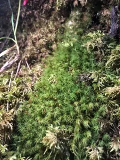 Haller's Apple Moss thumbnail 1