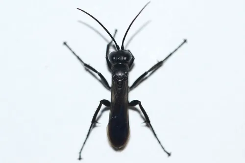 Virginia Blue-black Spider Wasp
