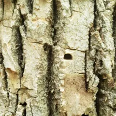 Emerald Ash Borer thumbnail 3