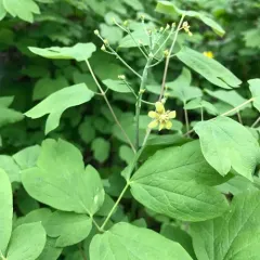 blue cohosh thumbnail 5