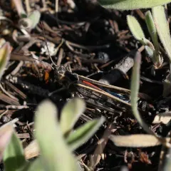 Pard Grasshopper thumbnail 3