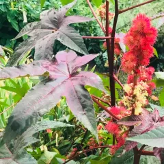 castor bean thumbnail 2