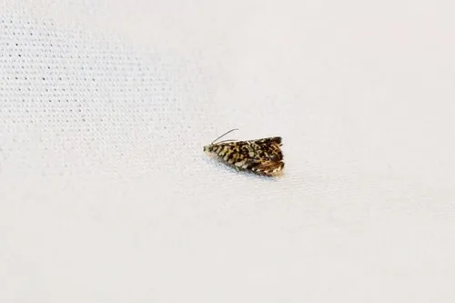 Dichrorampha leopardana