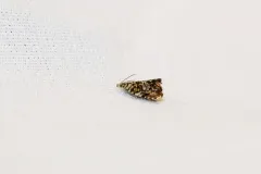 Dichrorampha leopardana thumbnail 1