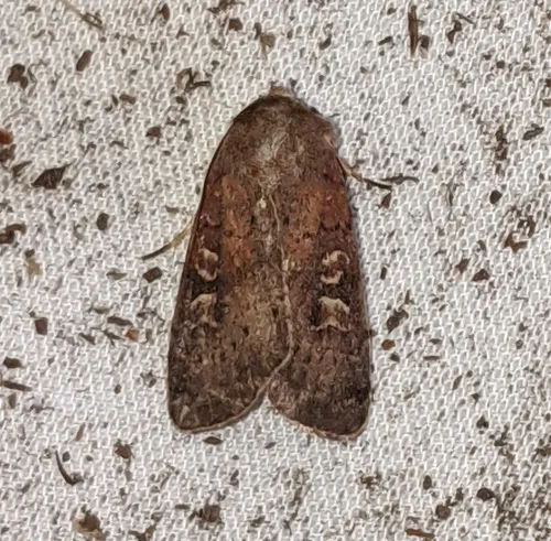 Square-spot Rustic