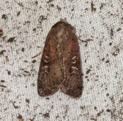 Square-spot Rustic thumbnail 1