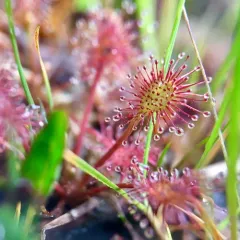 spoonleaf sundew thumbnail 3