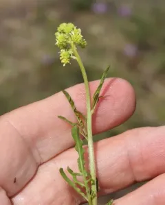 Wild Mignonette thumbnail 4