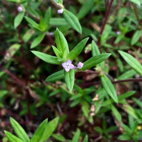 rough buttonweed