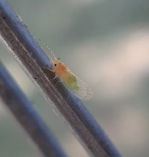 Cacopsylla annulata