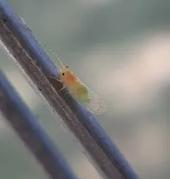 Cacopsylla annulata thumbnail 1