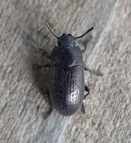 Blapstinus metallicus