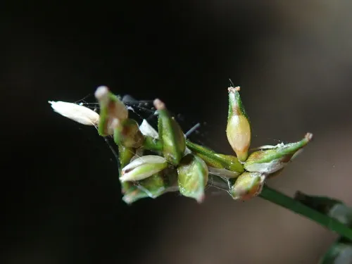 Texas sedge
