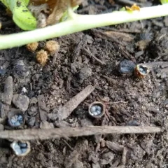 dung-loving bird's nest fungus thumbnail 1