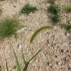 giant foxtail thumbnail 4
