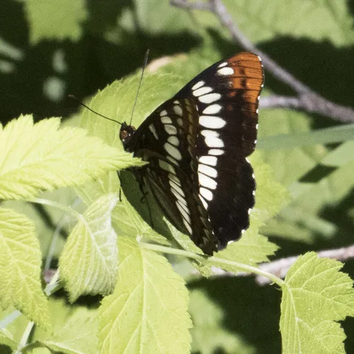Lorquin's Admiral